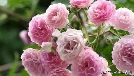 薔薇種植|【薔薇種植】新手也能輕鬆上手！讓你輕鬆種出美麗薔薇花的終極。